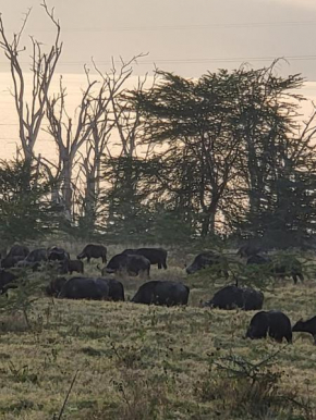 G&G Executive Homes Pipeline Nakuru